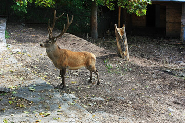 Beautiful deer with long antlers