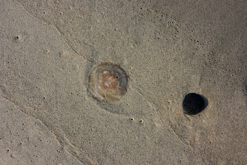 Fototapeta na wymiar Transparent jellyfish lying on the sand seashore