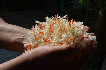 The night-flowering jasmine or Parijat or hengra bubar or Shiuli is a species of Nyctanthes native to South Asia and Southeast Asia. picture taken in Kathmandu, Nepal.