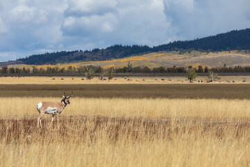 Obraz na płótnie Canvas Pronghorn Antelope Buck in Autumn in Wyoming