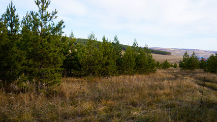 Obraz premium forest in the mountains