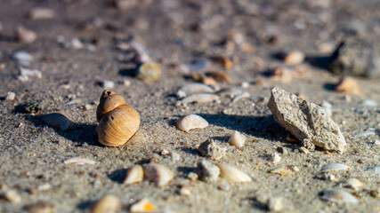 shell on the beach