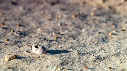 bird on the sand