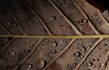 Fall Leaf with Water Droplets