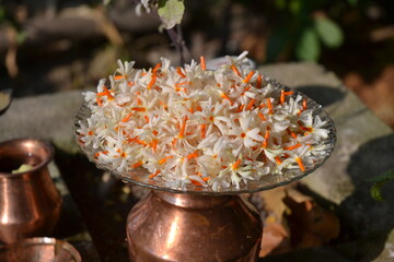 The night-flowering jasmine or Parijat or hengra bubar or Shiuli is a species of Nyctanthes native to South Asia and Southeast Asia. picture taken in Kathmandu, Nepal.