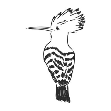 recommend clip art: Logo hoopoe upupa epops . Bird vector illustration. Isolated on white background., hoopoe bird, vector sketch illustration