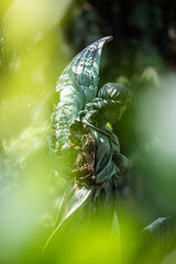 Fototapeta premium verfallener Engel auf dem Melaten Friedhof Köln