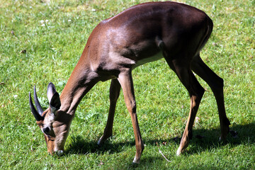 Impala (Aepyceros melampus)