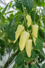 cultivation of yellow peppers in a commercial greenhouse