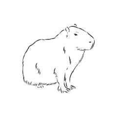 Capybara hand drawing. Animals of South America series. Vintage engraving style. Vector illustration art. Black and white. Object of nature naturalistic sketch. capybara, vector sketch illustration