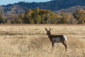 Pronghorn Antelope Buck in Autumn in Wyoming