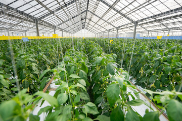 cultivation of yellow peppers in a commercial greenhouse