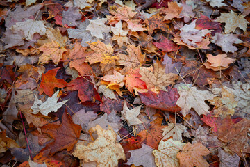 fallen leaves
