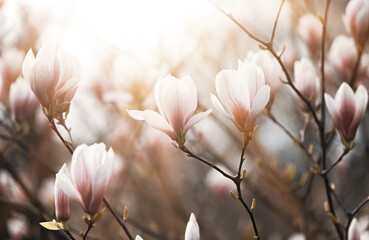 magnolia flowers © misu