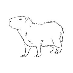Capybara hand drawing. Animals of South America series. Vintage engraving style. Vector illustration art. Black and white. Object of nature naturalistic sketch. capybara, vector sketch illustration
