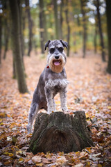 Portrait of Schnauzer who is standing on stump. She is waiting for other order. And she is so cute.