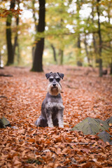 Portrait of Schnauzer with amazing background. Amazing autumn atmosphere in Prague.