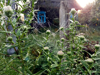 Spider web with dew drops on chrysanthemum branches on the background of a village house, close-up, side view