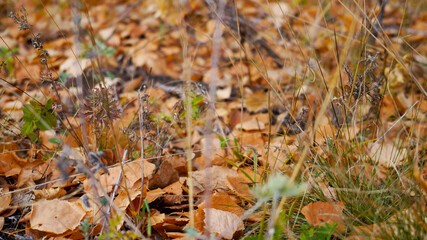 autumn leaves on the grass