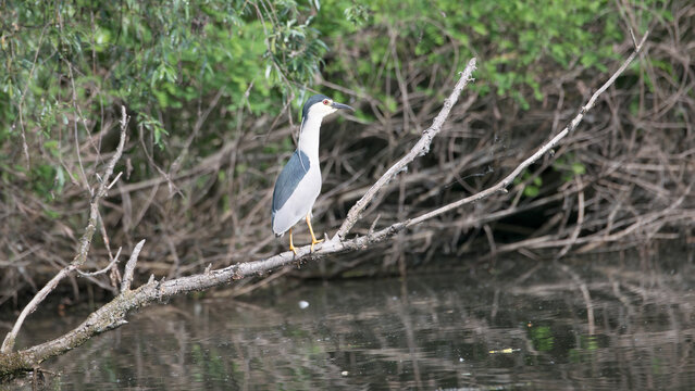 Night Heron in Spain Parc Natural del Delta de l'Ebre
