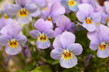Fototapeta premium 春の庭に咲くビオラ