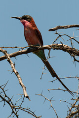 Guêpier carmin,.Merops nubicoides, Southern Carmine Bee eater