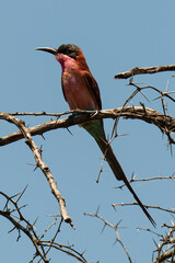 Guêpier carmin,.Merops nubicoides, Southern Carmine Bee eater