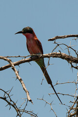 Guêpier carmin,.Merops nubicoides, Southern Carmine Bee eater