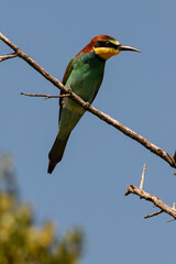 Guêpier d'Europe,.Merops apiaster, European Bee eater