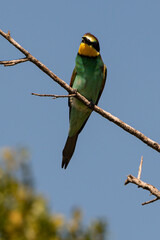 Guêpier d'Europe,.Merops apiaster, European Bee eater