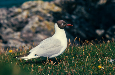 Mouette rieuse,.Chroicocephalus ridibundus, Black headed Gull