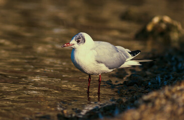 Mouette rieuse,.Chroicocephalus ridibundus, Black headed Gull