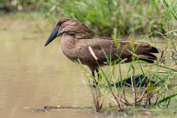 Ombrette africaine,. Scopus umbretta, Hamerkop