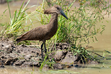 Ombrette africaine,. Scopus umbretta, Hamerkop