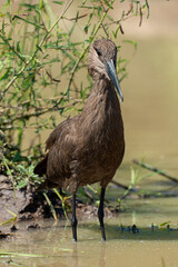 Ombrette africaine,. Scopus umbretta, Hamerkop