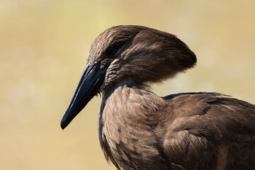 Ombrette africaine,. Scopus umbretta, Hamerkop