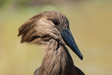 Ombrette africaine,. Scopus umbretta, Hamerkop