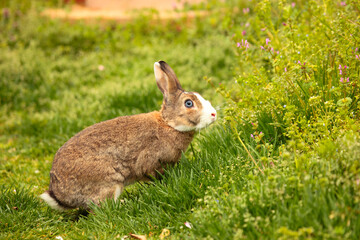 ウサギのいるお庭