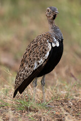 Outarde houppette,.Lophotis ruficrista, Red crested Korhaan