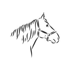 horse vector illustration - black and white outline. beautiful horse, horse icon, vector sketch illustration, the horse is beautiful, vector sketch illustration