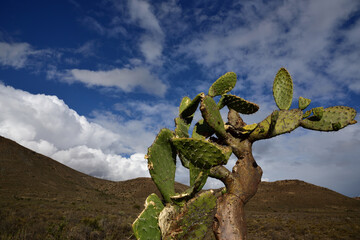 A green prickly pear against a blue sky and a rocky hill in the Karoo in South Africa