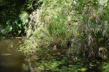 Jardin d'eau en été