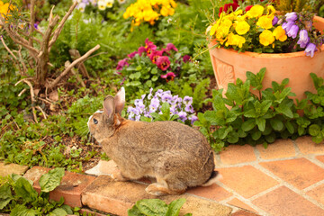 ウサギのいるお庭