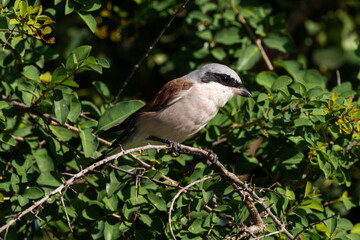 Pie grièche écorcheur,.Lanius collurio, Red backed Shrike
