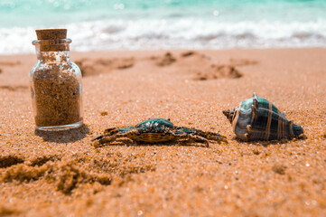 cangrejo en la orilla de la playa mirando hacia el mar