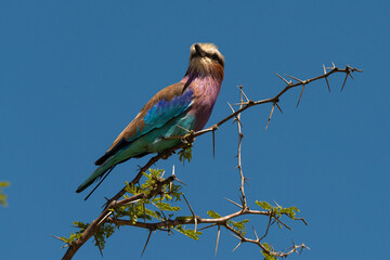 Rollier à longs brins,. Coracias caudatus, Lilac breasted Roller