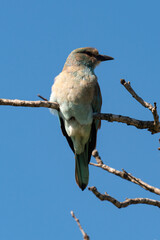 Rollier d'Europe,.Coracias garrulus, European Roller