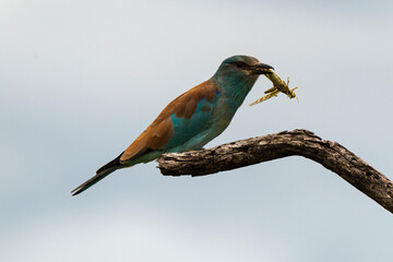 Rollier d'Europe,.Coracias garrulus, European Roller