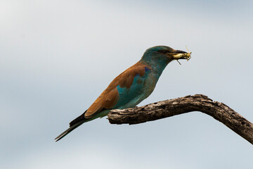 Rollier d'Europe,.Coracias garrulus, European Roller