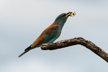 Rollier d'Europe,.Coracias garrulus, European Roller